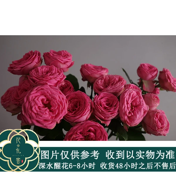 七叶花坊# 【红莲】鲜花优选 顺丰直发