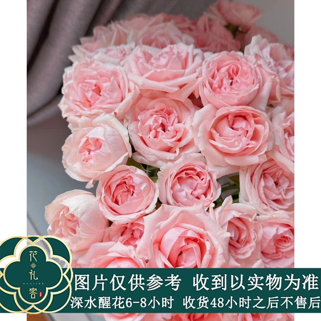 七叶花坊#多头玫瑰 【蜜桃千层】鲜花优选 顺丰直发玫瑰花品牌