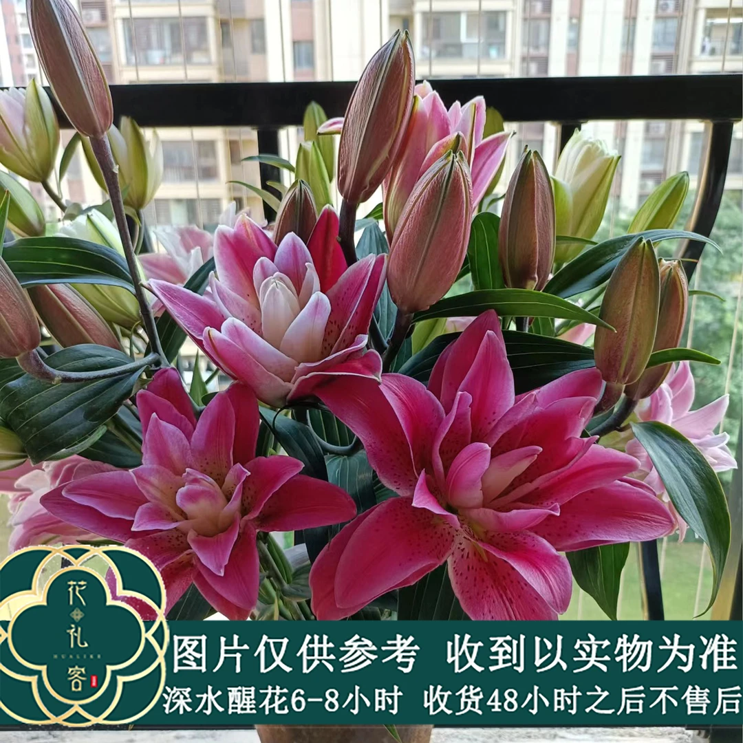 七叶花坊# 【多头玫瑰夫人】重瓣百合清香型 顺丰直发