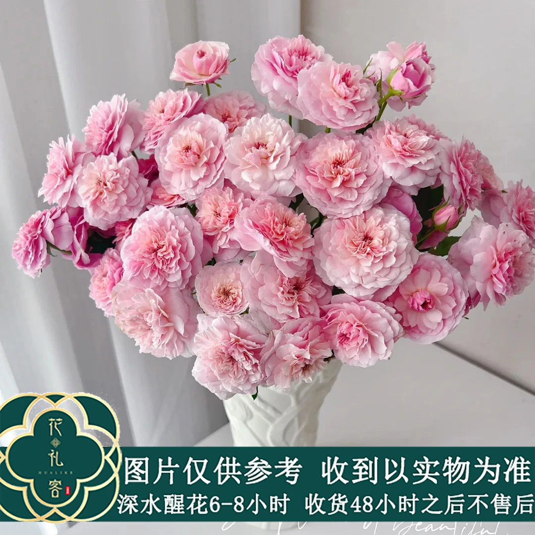 七叶花坊# 【白桃果冻-俏溪阳多头】高品质鲜花 顺丰直发玫瑰花修剪