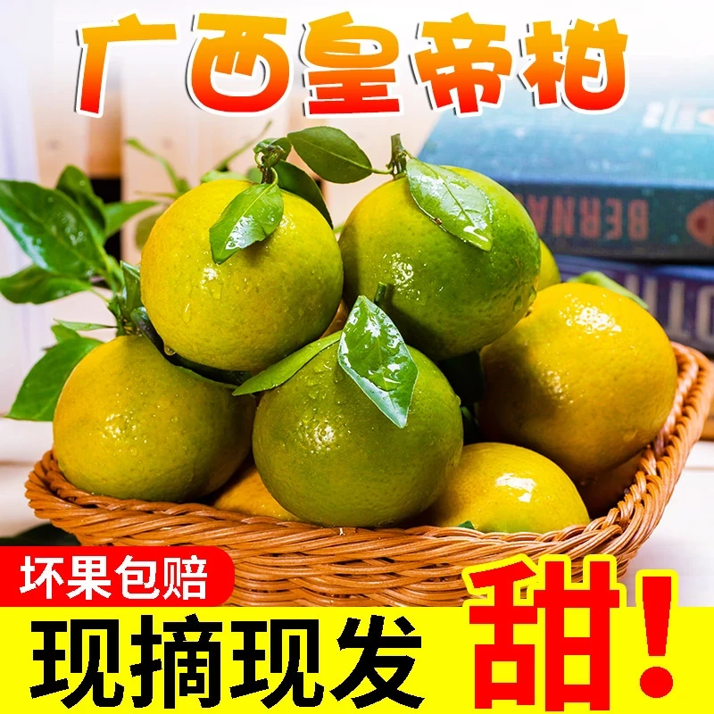 广西老树大果9斤皇帝柑新鲜水果现摘橘子当季多汁水果D