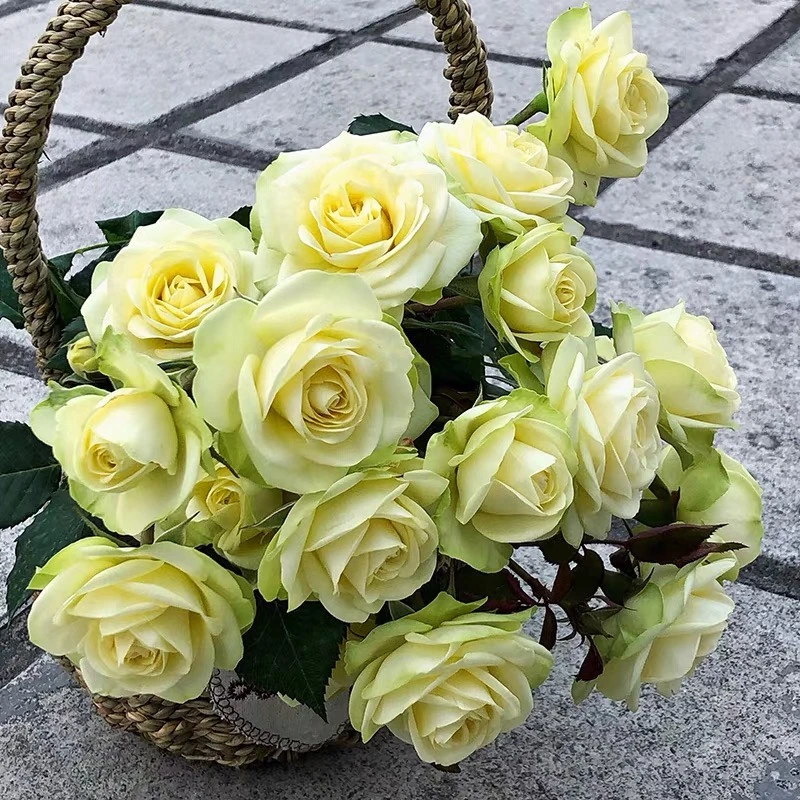 带花苞 奶油龙沙宝石 四季开花  绿色月季花苗阳台庭院盆栽