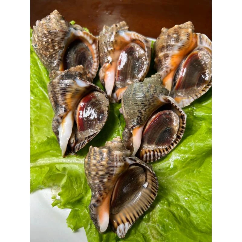 特大号海螺4斤（3两左右/只）