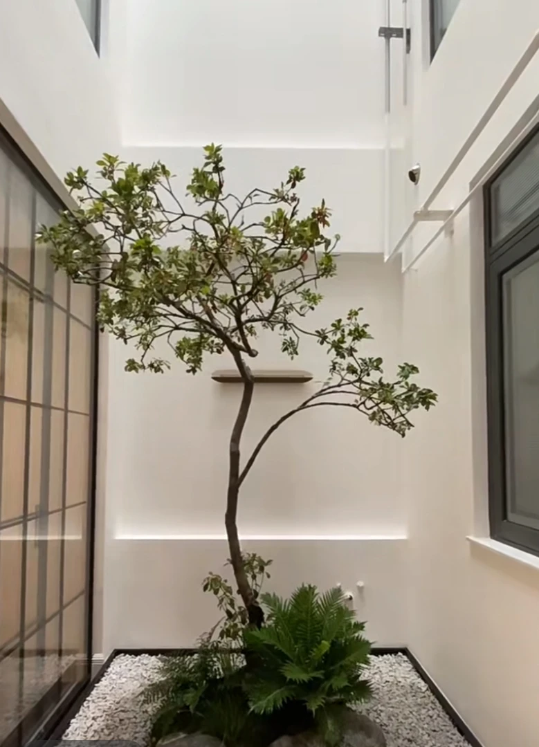 老桩海岛春花庭院茶室大型落地绿植高端盆栽东方空间美学