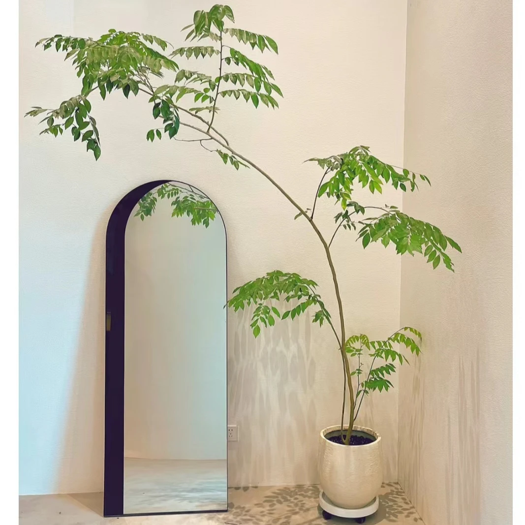 黄花梨盆栽阳台办公室绿植好养活植物四季原生苗庭院季节名贵盆景