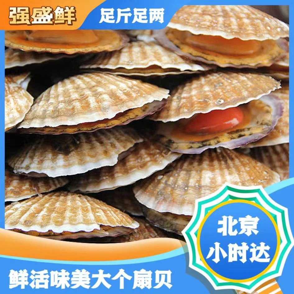 【鲜活】优质大个扇贝一只 多规格