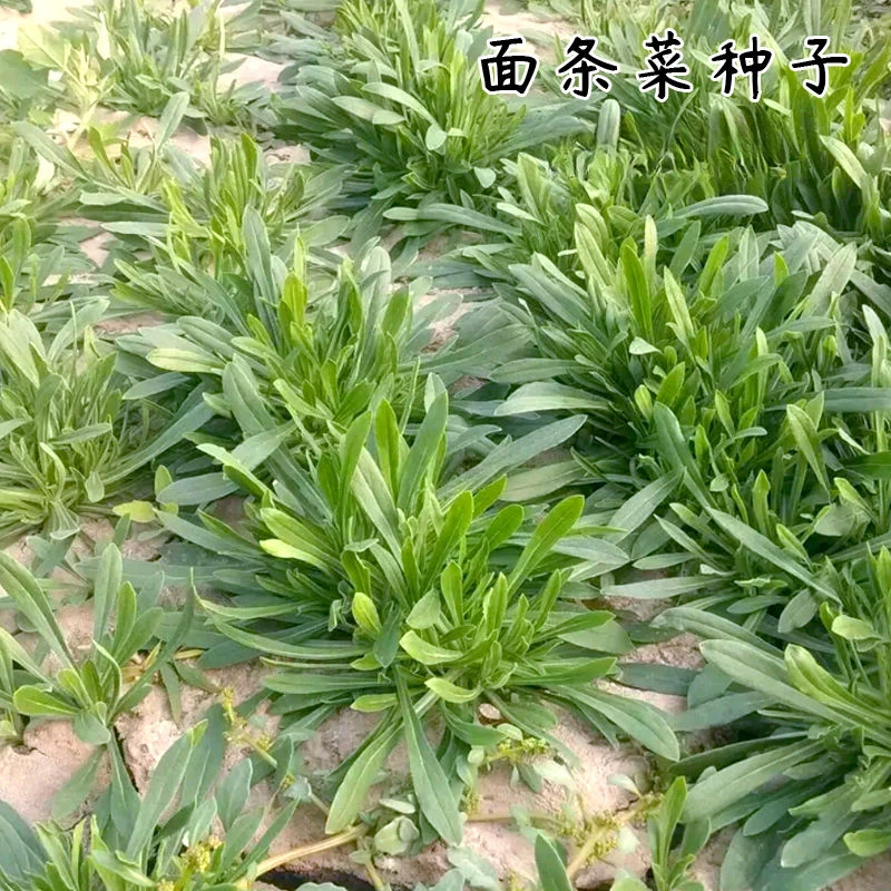 面条菜种子四季播农家新鲜野菜面条菜当季野菜蒸菜野蔬菜