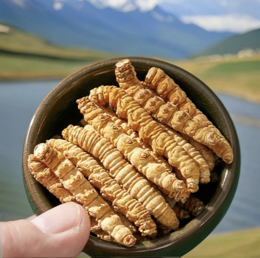 纯肉节正宗藏区虫草2025年高海拔头期高干度自用滋补佳品