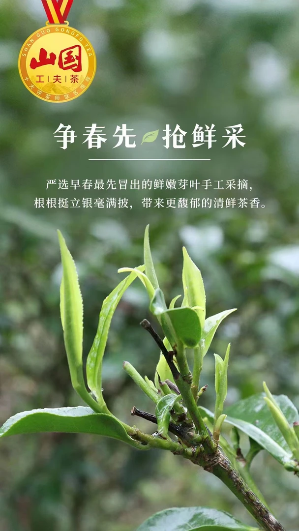 山国工夫茶早春绿茶