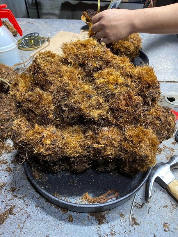 水培款可定制蕨类植物多头拼盆凤尾蕨红磷蕨室内绿植禅意茶台好养