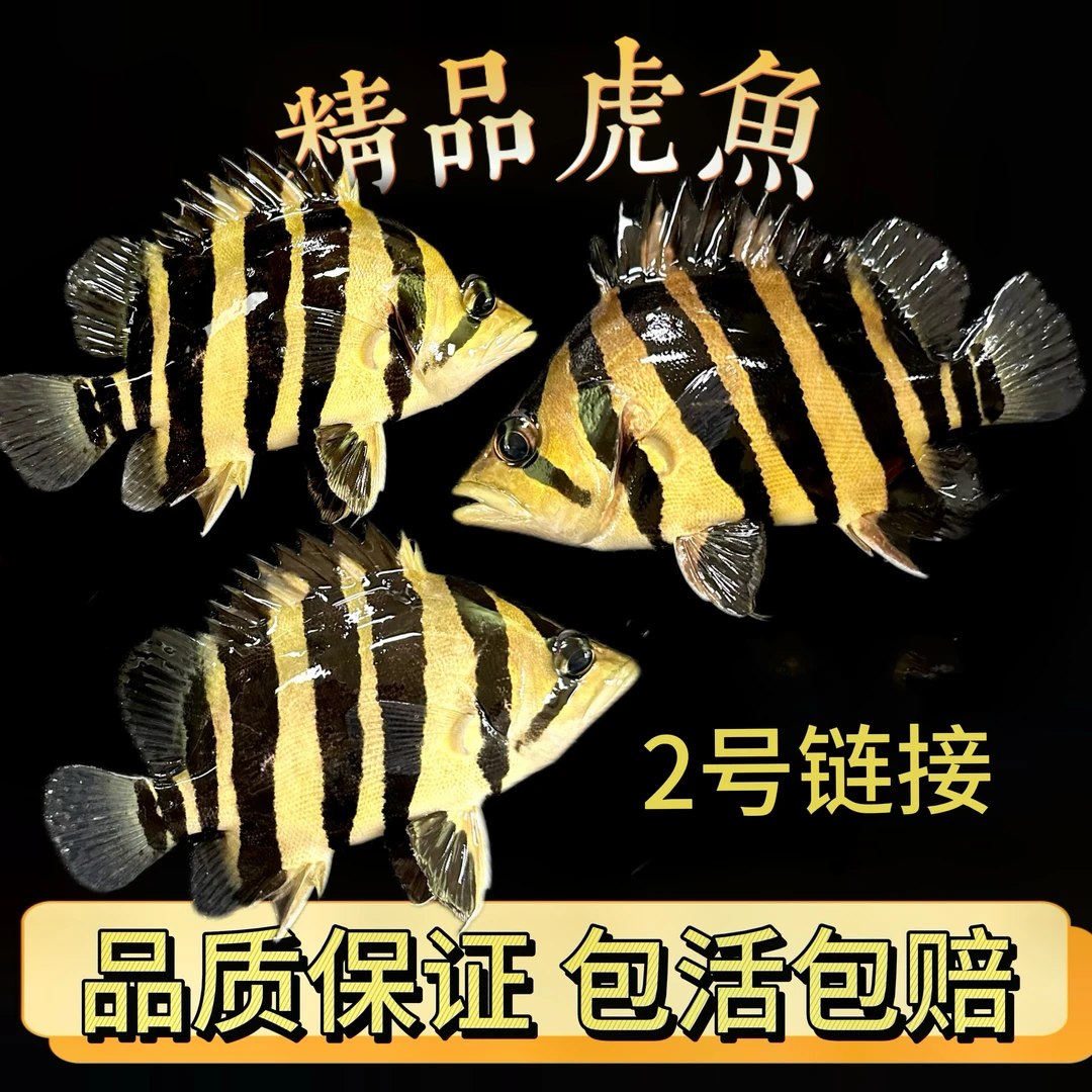2虎鱼苏门答腊虎鱼热带观赏鱼