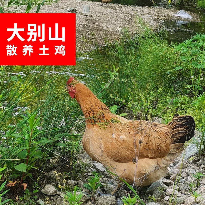 金寨县美羊羊家庭农场散养土鸡 包冰率不含冰