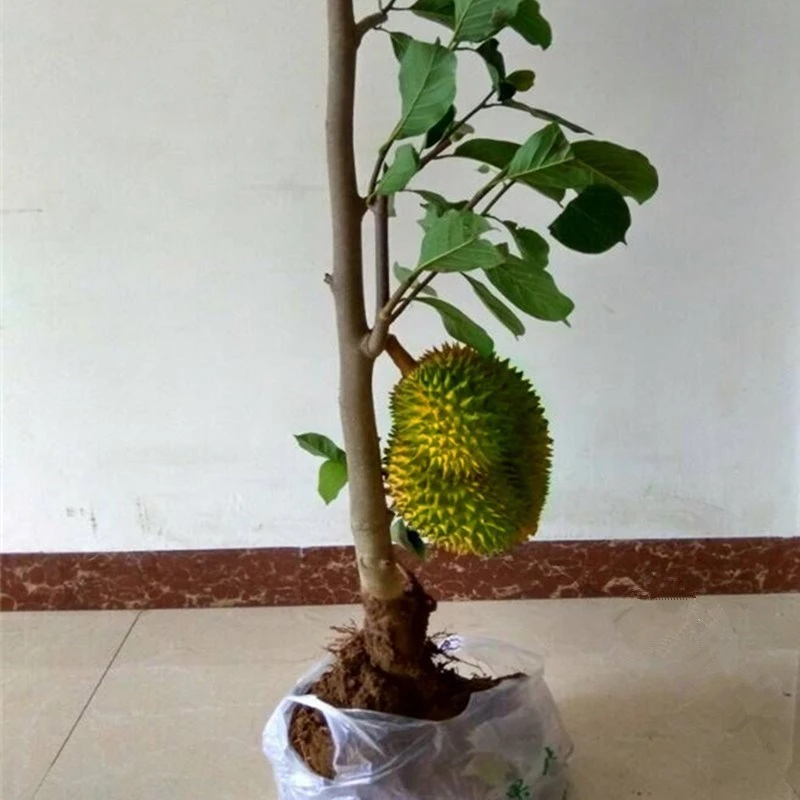 L榴莲盆栽 南北方种植猫山王金枕头嫁接泰国榴莲