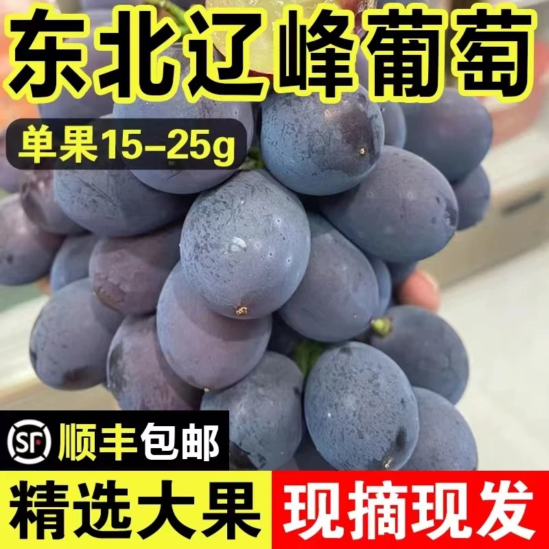 【星选】正宗东北辽峰葡萄新鲜送礼孕妇水果黑提特大果有糖心非巨峰葡萄
