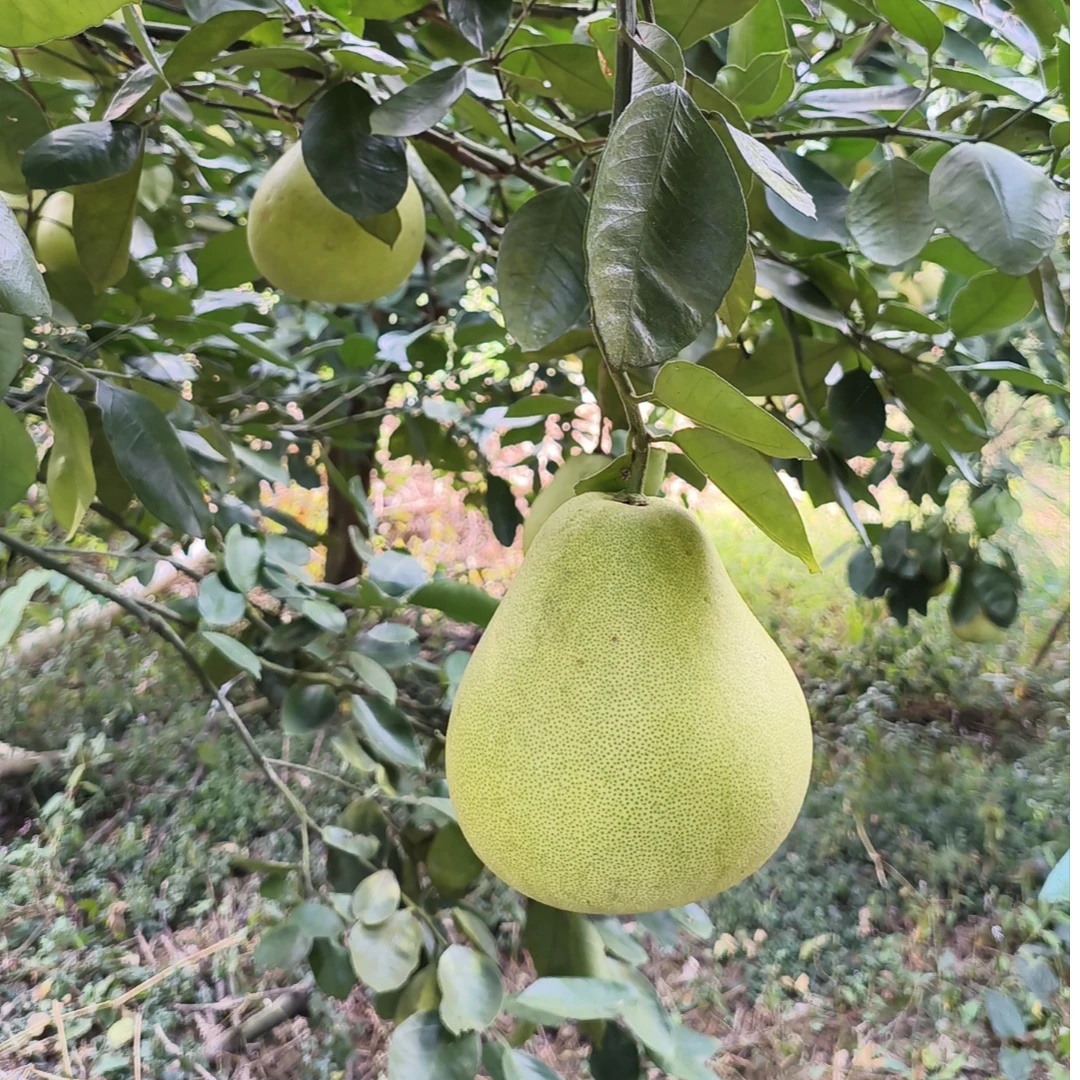 金兰柚 好吃 来点尝尝鲜