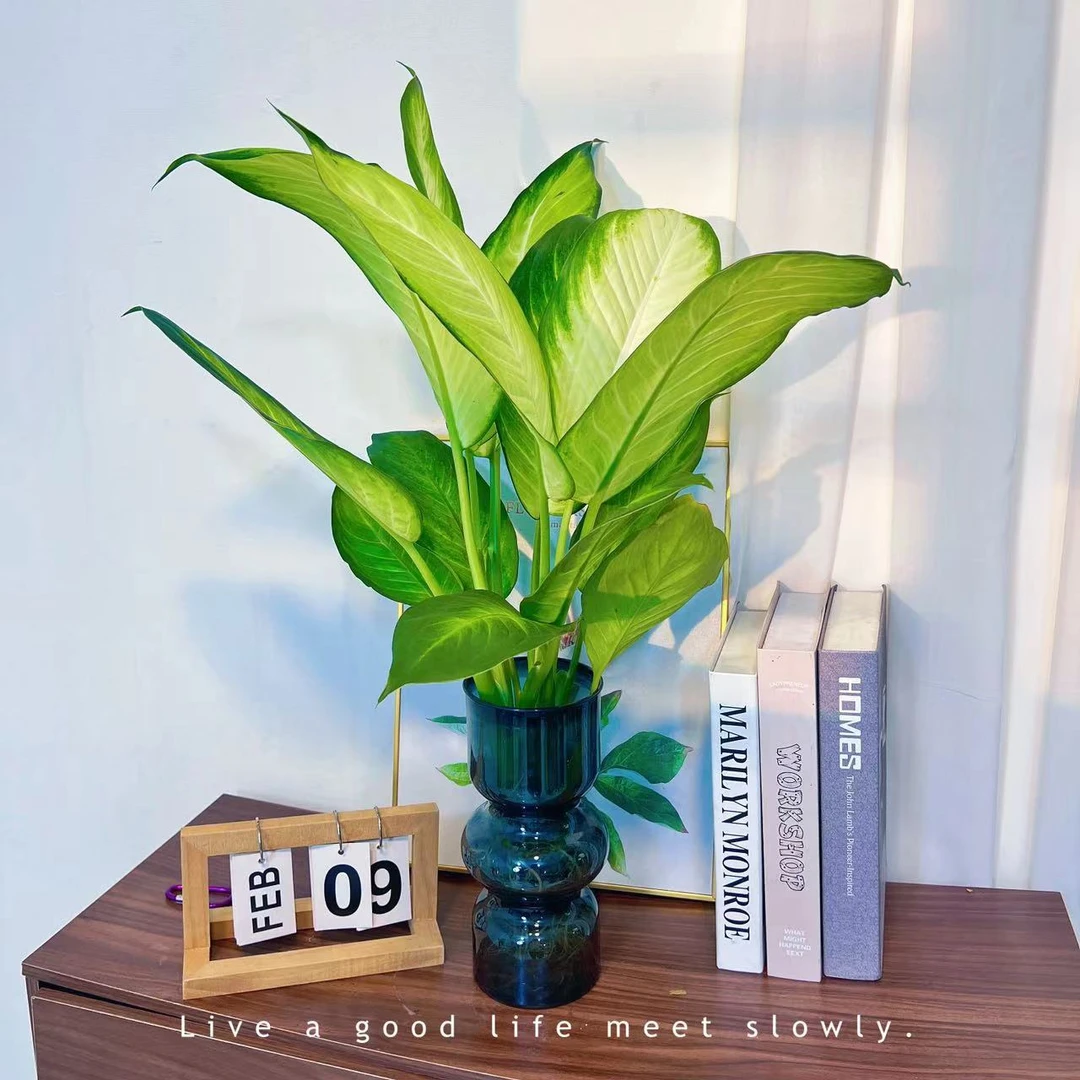 玛丽安水培绿植室内桌面盆栽四季常青一路长虹净化空气清新风