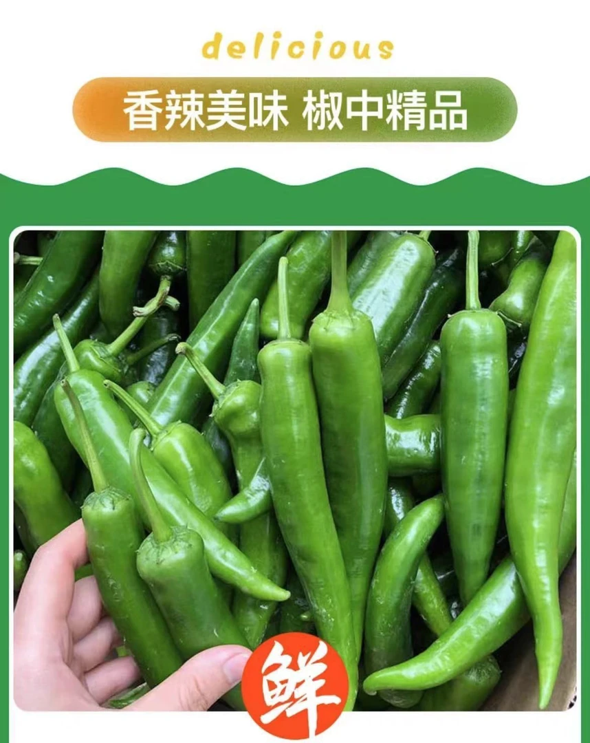 新鲜55号中辣牛角椒适合做虎皮椒炒鸡蛋皮薄肉厚农家种植