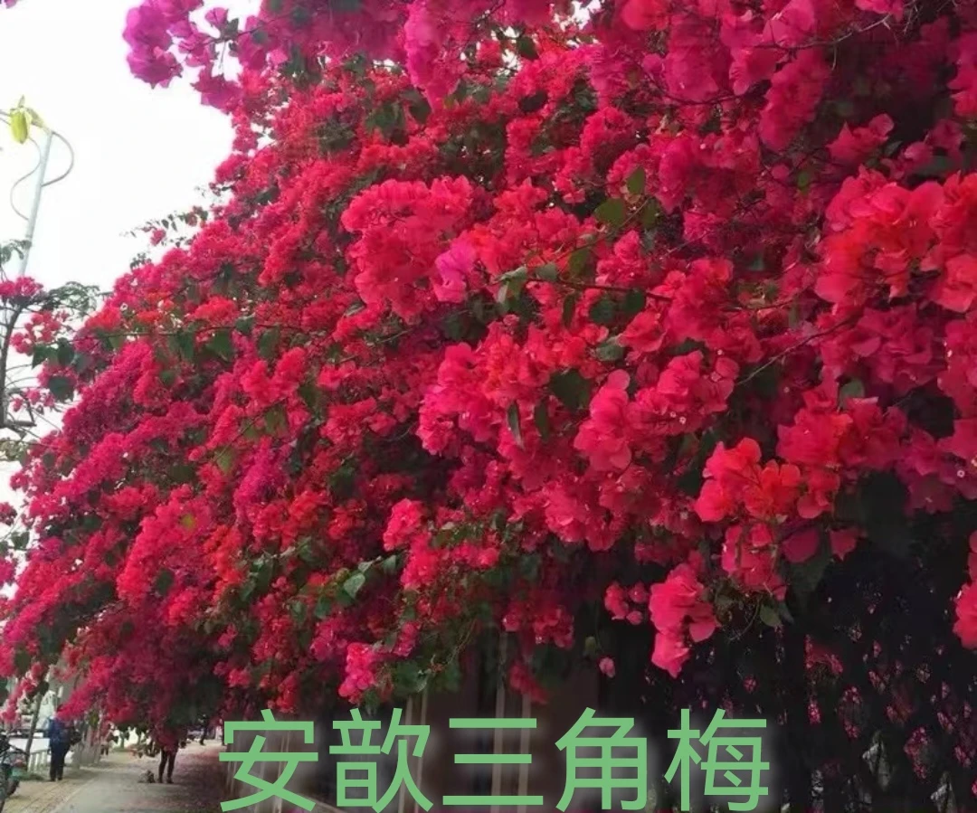 四季同安红 四季开花原盆原土基地直发一物一拍