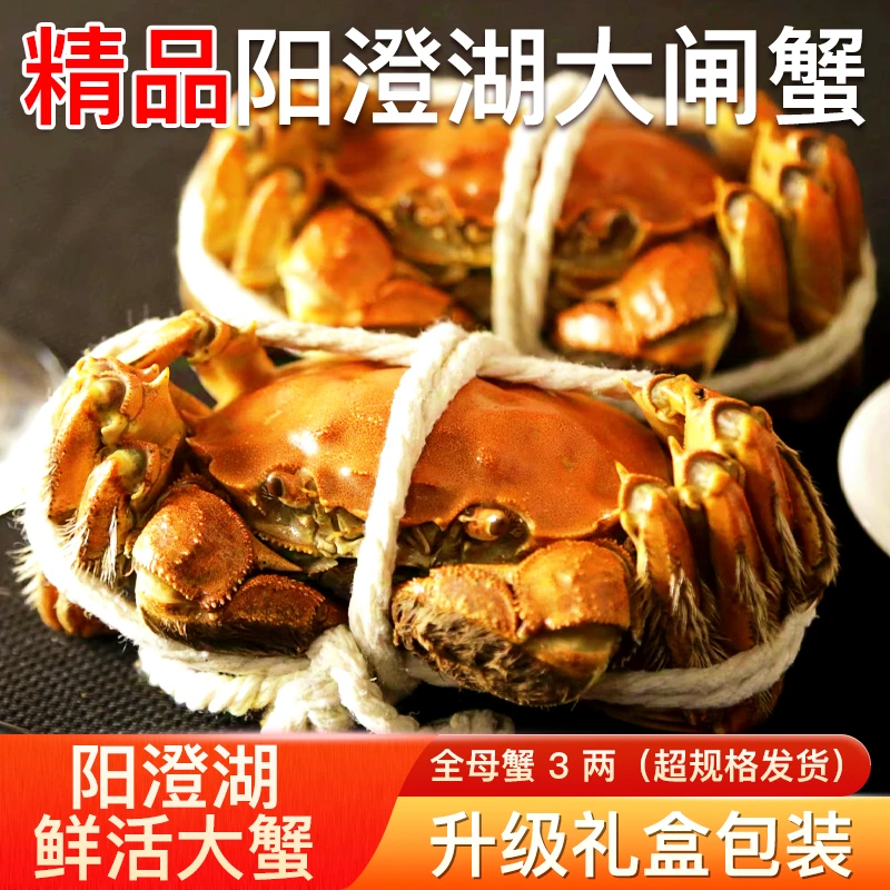 【鲜活现货】阳澄湖塘养精品大闸蟹全母蟹3两8/10/12只礼盒装