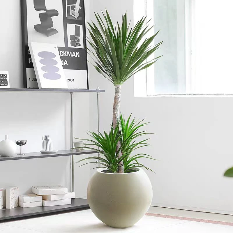 太空铁龙血树室内室外网红大型绿植盆栽客厅阳台办公室美观吸甲醛