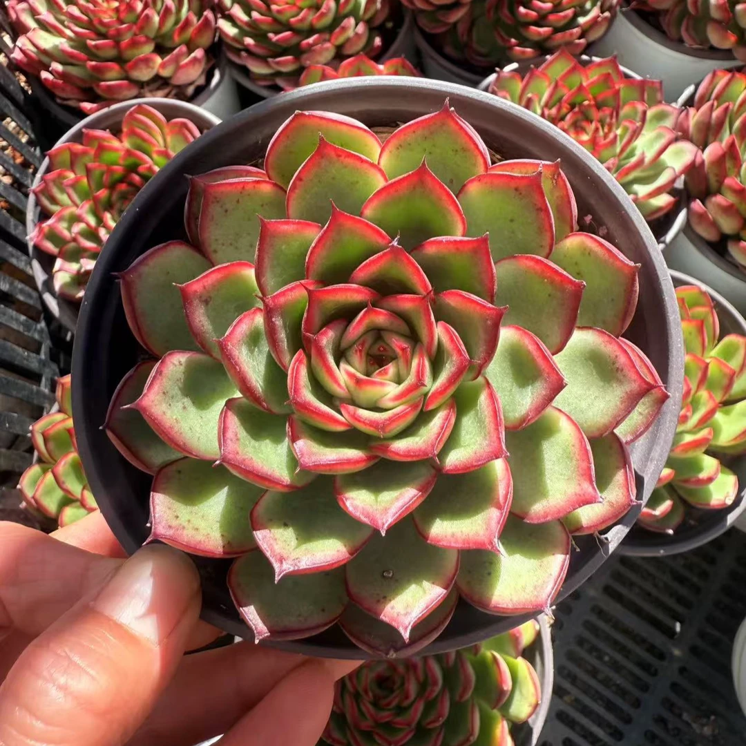 壮态营火虫　多肉植物满两单包邮