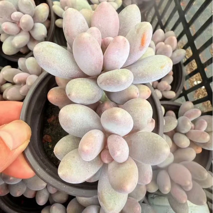 汤圆双头起发 多肉植物满两单包邮