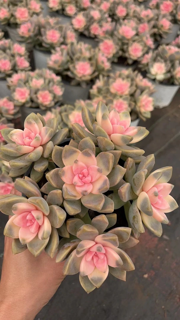 樱花锦 多肉植物满两单包邮