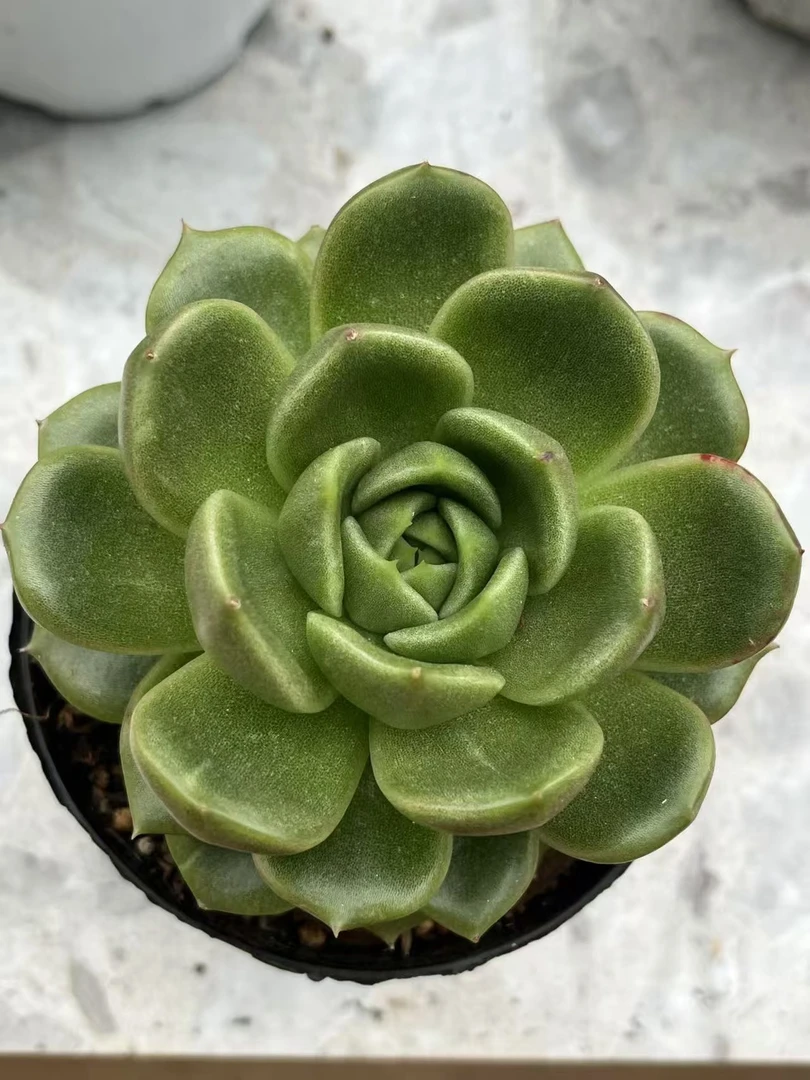冰橙脱土发 多肉植物两单包邮
