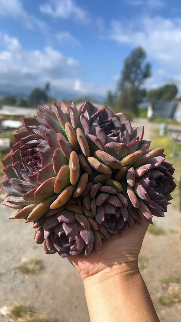 五头大群蓝莓  多肉植物 满两单包邮