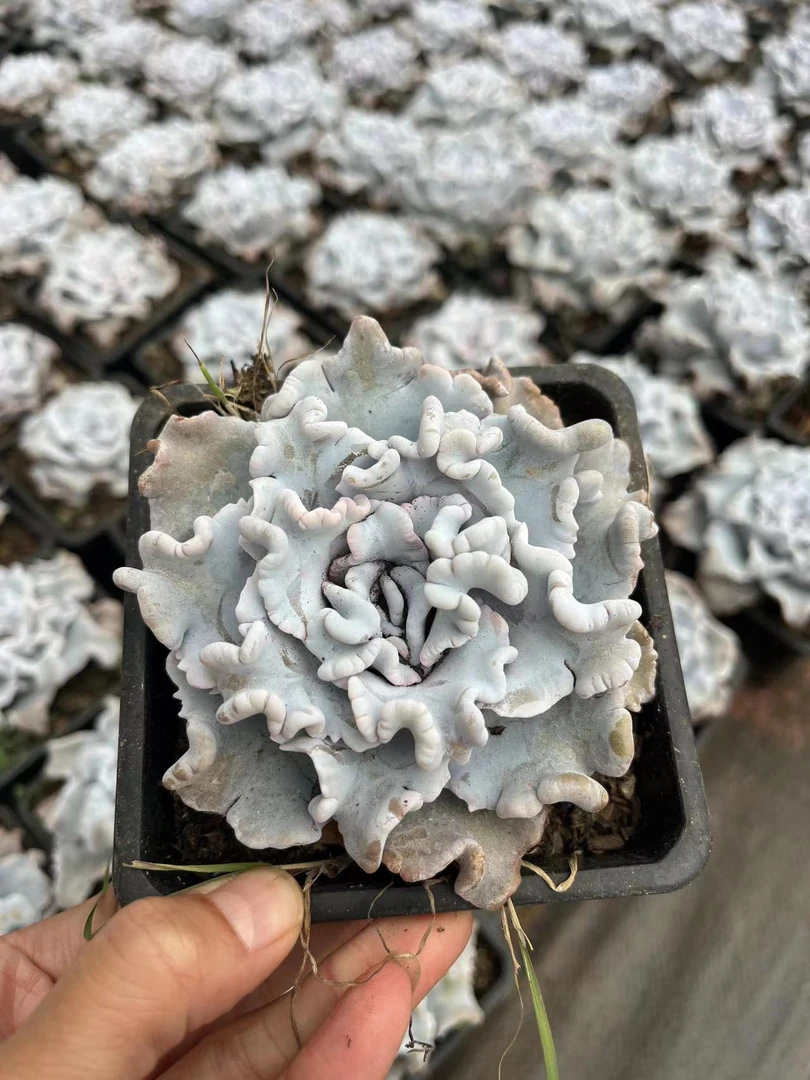白饺子皮 多肉植物满两单包邮