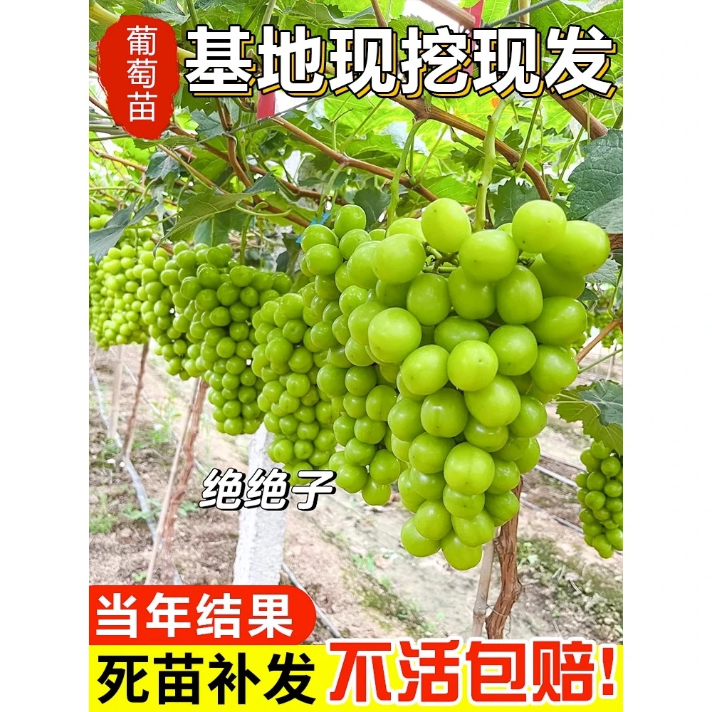 葡萄树苗庭院种植特大超甜无籽大葡萄苗当年结果葡萄苗爬藤果树苗