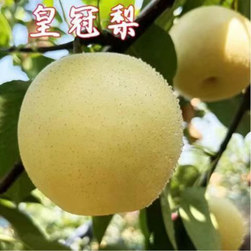 梨树嫁接新品种皇冠梨秋月梨丰水梨树苗南北方种植梨树苗木