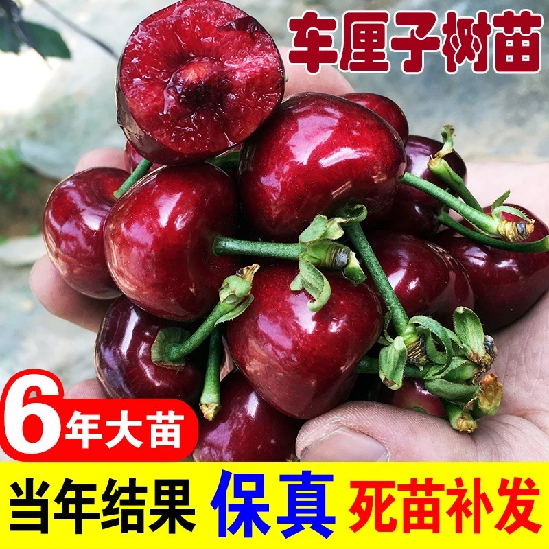 车厘子树苗大樱桃树活苗南北方盆栽地栽矮化庭院耐寒植物当年结果