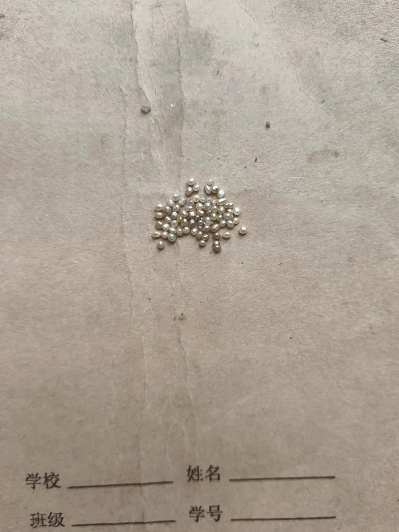 淡水珍珠颗粒珍珠