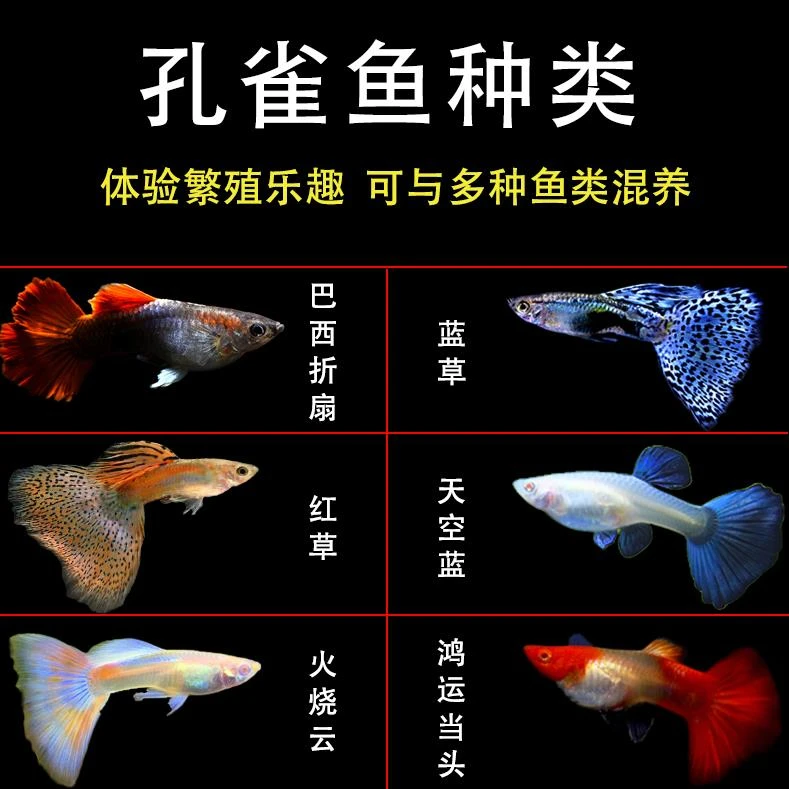 孔雀鱼可混养观赏鱼小型鱼群游鱼热带南美缸鱼好养鱼