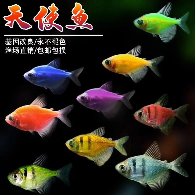 天使鱼观赏鱼可混养好养鱼小型鱼群游鱼南美缸鱼热带鱼