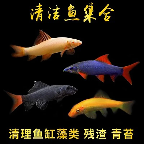 工具清洁鱼观赏鱼小型鱼南美缸鱼可混养好养鱼清理粪便垃圾清洁鱼
