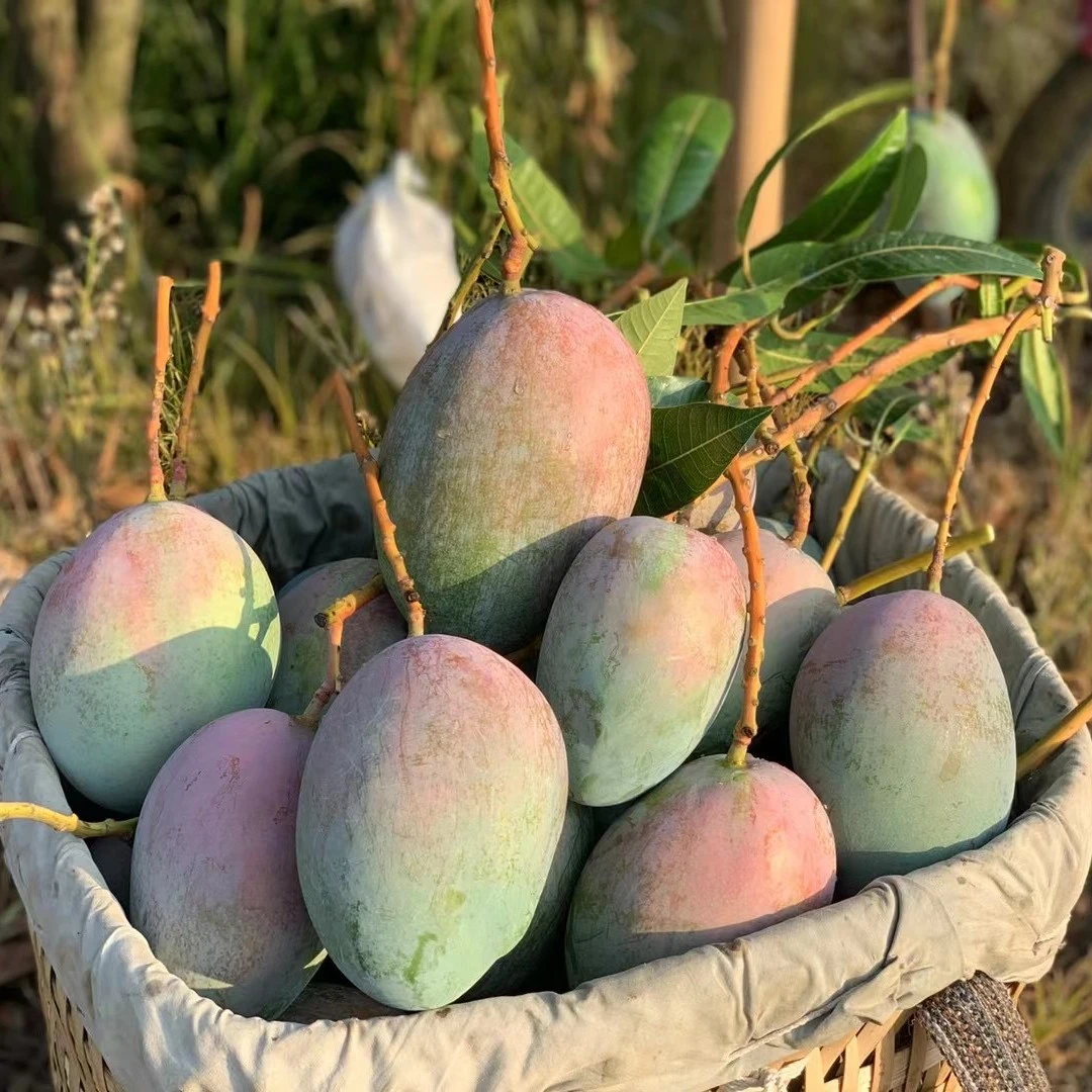 【放软食用 坏果包赔】攀枝花凯特芒果5/8斤净果特大果果王香甜多汁