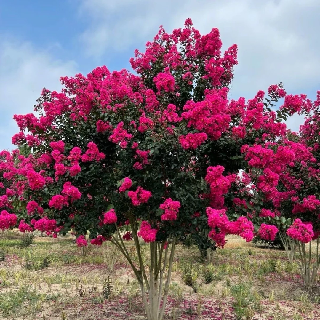 红火箭红花紫薇盆栽地栽庭院种植耐寒耐热