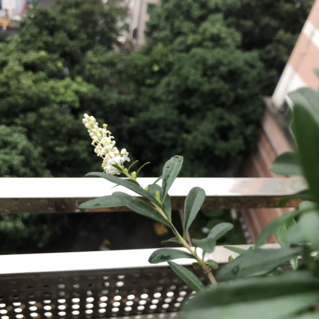 米冬老桩盆景直播间链接一物一拍