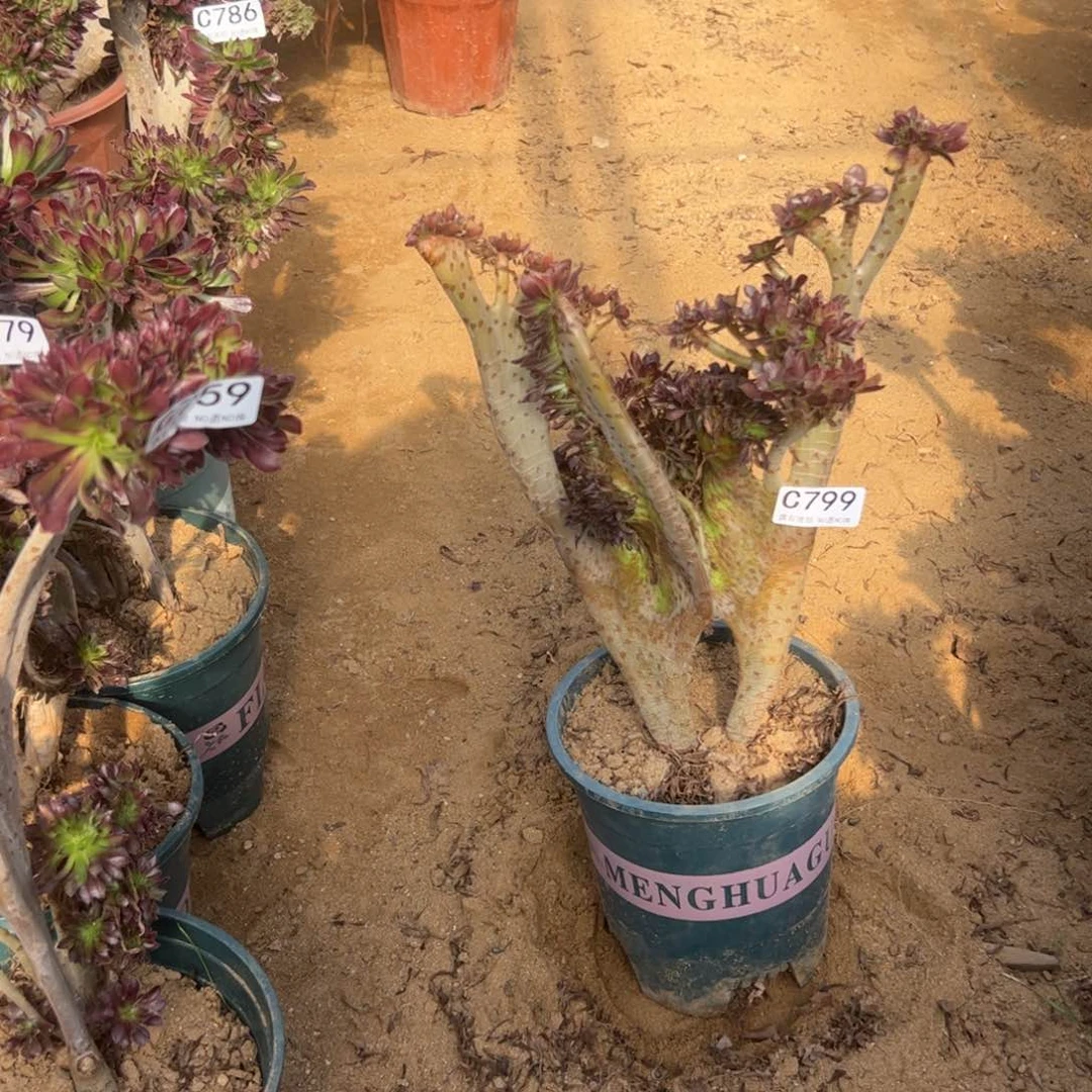 有伤黑缀799高33