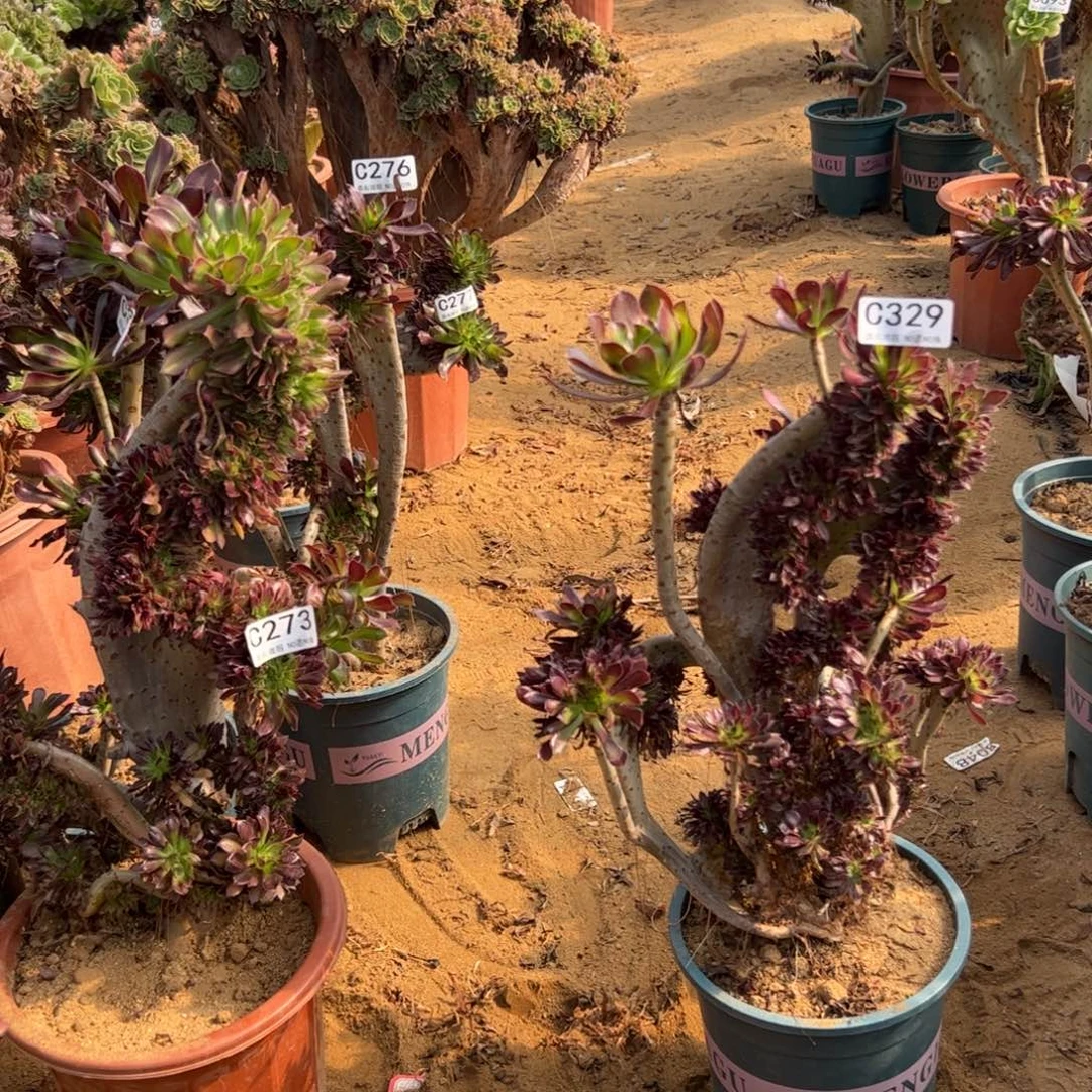 有伤黑缀329高35