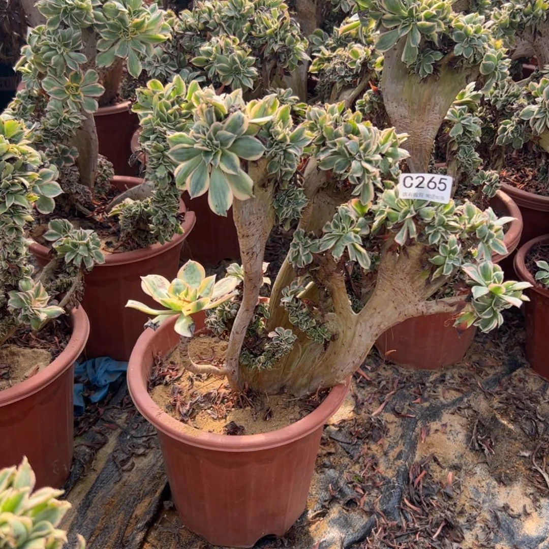 有伤灿烂缀265高度35