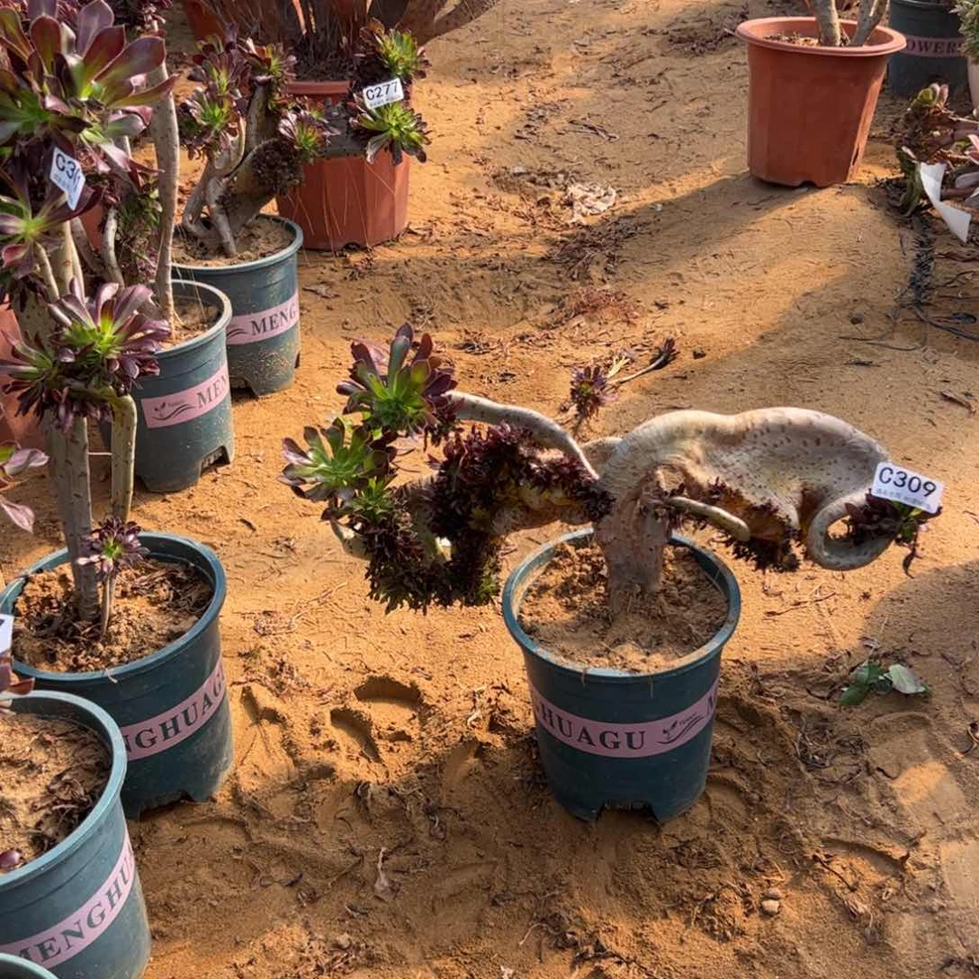 翅膀有伤309官府40