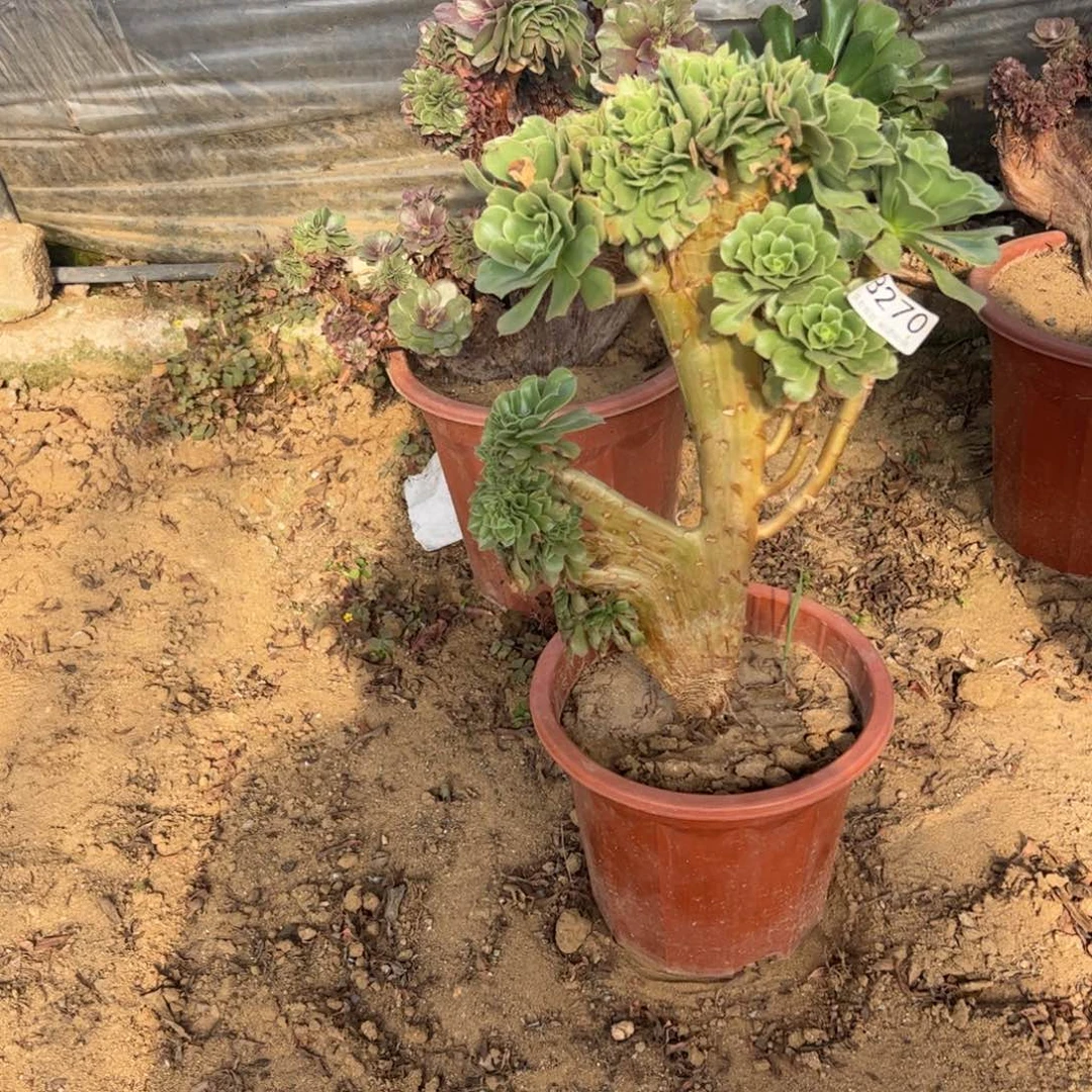 绿杨蓉270高36厘米