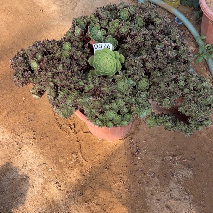 万朵有个洞876官府53