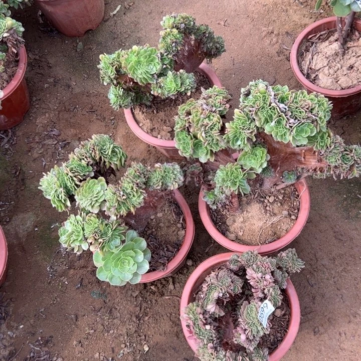 有伤四颗599玫瑰和万缀