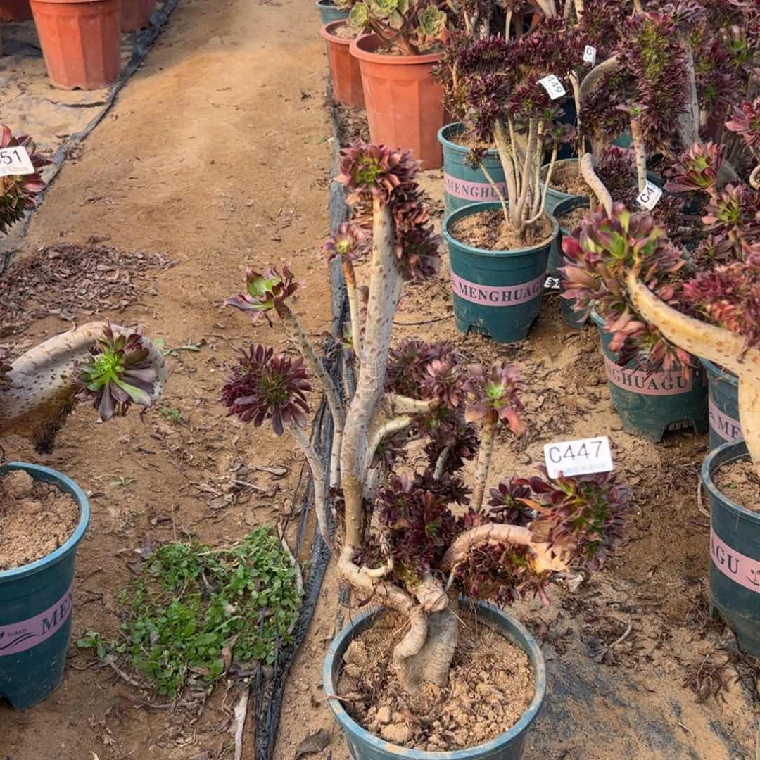 有伤黑缀447高度37