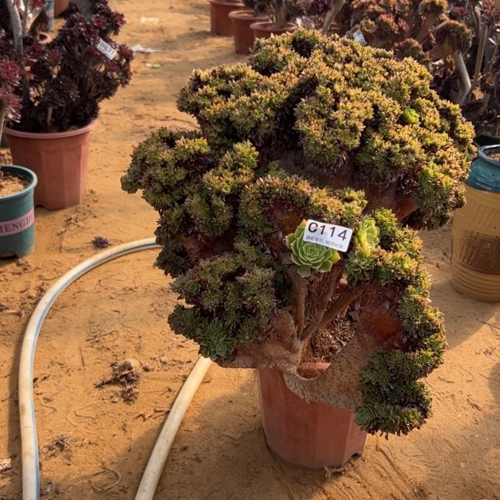 万缀有伤114官府55