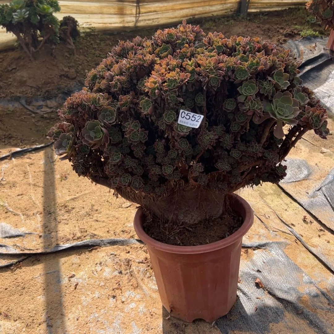 玫瑰有伤552官府5